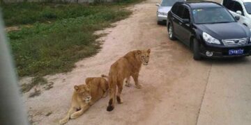 VIDEO: ¡Impactante! Mujer es atacada por tigre en safari de China