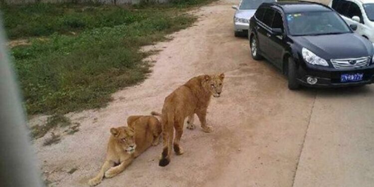 VIDEO: ¡Impactante! Mujer es atacada por tigre en safari de China
