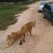 VIDEO: ¡Impactante! Mujer es atacada por tigre en safari de China
