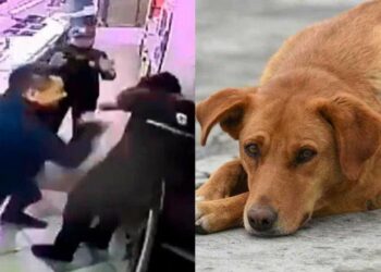 Denuncian al atacante de empleado de Subway en SLP ahora por crueldad animal