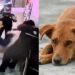 Denuncian al atacante de empleado de Subway en SLP ahora por crueldad animal