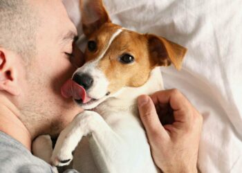¿Cómo es un perro de apoyo emocional?