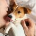 ¿Cómo es un perro de apoyo emocional?