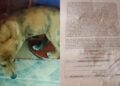Dueño de perrito ahorcado en Rioverde, SLP, denuncia a presunta asesina