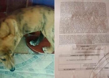 Dueño de perrito ahorcado en Rioverde, SLP, denuncia a presunta asesina