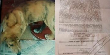 Dueño de perrito ahorcado en Rioverde, SLP, denuncia a presunta asesina
