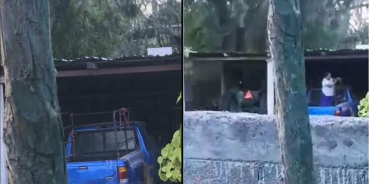 Maltrato animal. Mujer cuelga a un perrito hasta ahorcarlo en Rioverde; exigen justicia