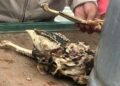 Clausuran puesto de barbacoa por vender carne de perro y comerciantes se manifiestan