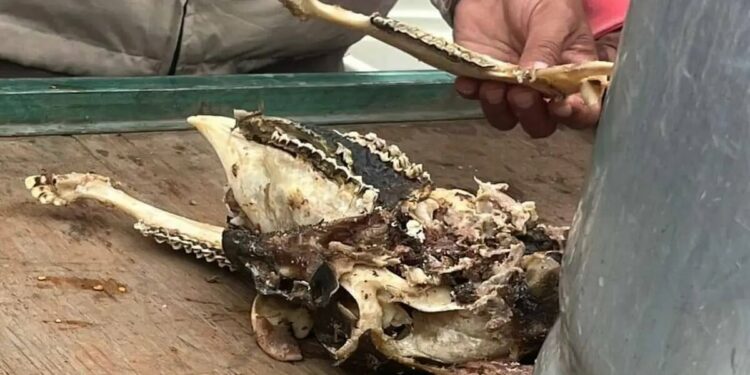 Clausuran puesto de barbacoa por vender carne de perro y comerciantes se manifiestan