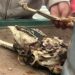 Clausuran puesto de barbacoa por vender carne de perro y comerciantes se manifiestan