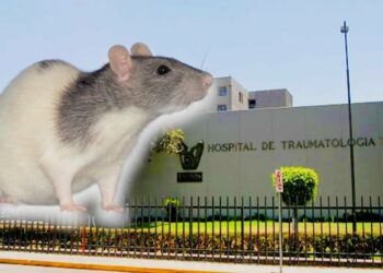Denuncian plaga de ratas en hospital de Monterrey: Reforma