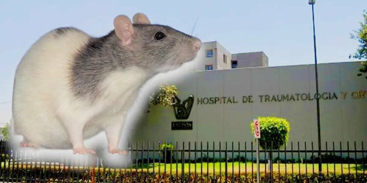 Denuncian plaga de ratas en hospital de Monterrey: Reforma