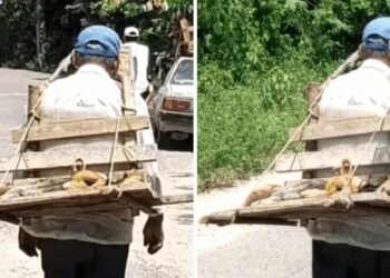 VIRAL: Hombre cargando en su espalda a perrita esterilizada conmueve a usuarios