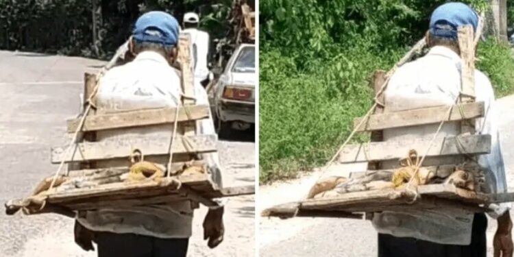 VIRAL: Hombre cargando en su espalda a perrita esterilizada conmueve a usuarios