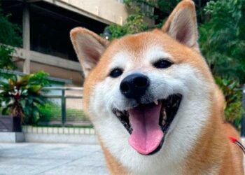 Muere Cheems, el perrito del meme que se hizo viral en Internet