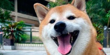 Muere Cheems, el perrito del meme que se hizo viral en Internet