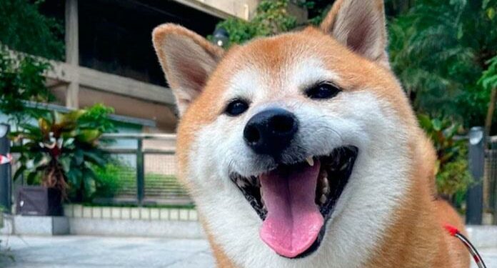 Muere Cheems, el perrito del meme que se hizo viral en Internet