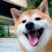 Muere Cheems, el perrito del meme que se hizo viral en Internet