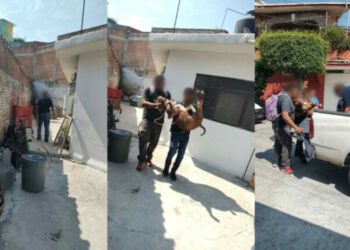 Aseguran a perro pitbull que mordió a niño de 5 años en Jiutepec, Morelos