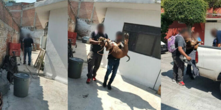 Aseguran a perro pitbull que mordió a niño de 5 años en Jiutepec, Morelos
