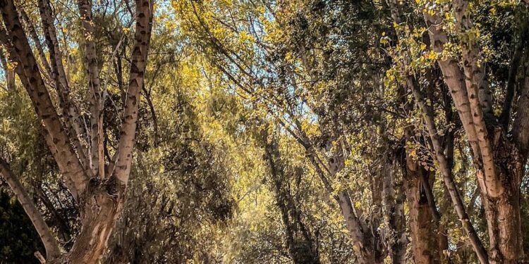 Lunes mayormente soleado en la capital potosina