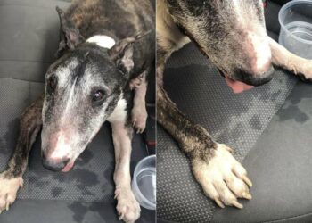 “Tai” estaba en malas condiciones, surge nueva versión sobre sacrificio de perrito en SLP