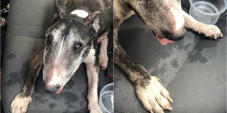 “Tai” estaba en malas condiciones, surge nueva versión sobre sacrificio de perrito en SLP
