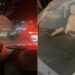 Alertan de ataques con piedras a vehículos sobre la carretera 57 en SLP