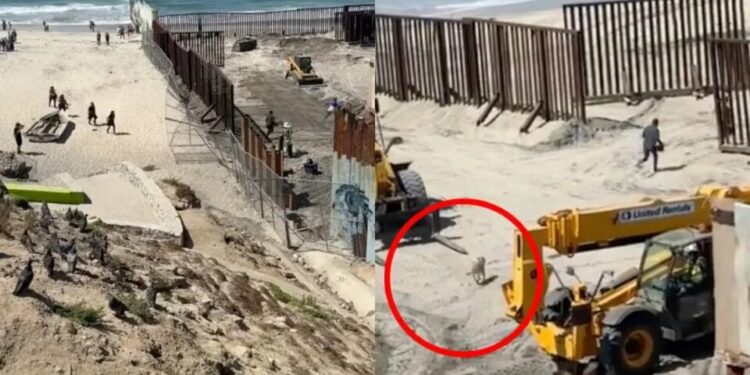 VIDEO: “Aprovecharon la reparación”: migrantes y hasta un perrito cruzaron muro de EEUU desde playa de Tijuana