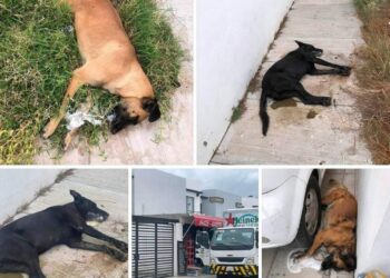 Investigan envenenamiento a cinco perritos