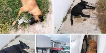 Investigan envenenamiento a cinco perritos