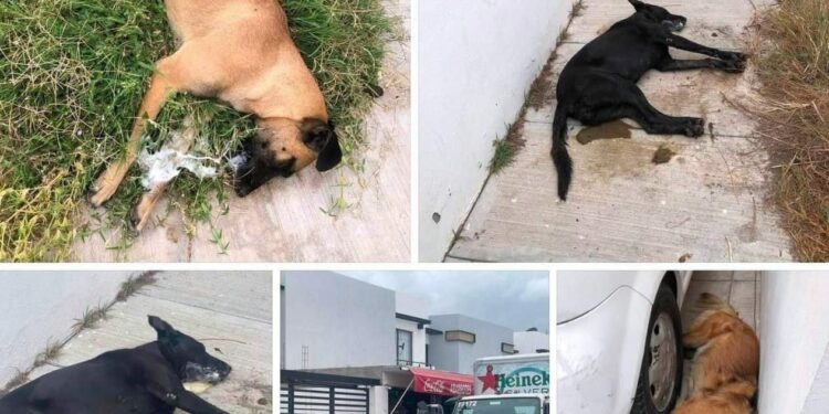 Investigan envenenamiento a cinco perritos