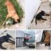 Investigan envenenamiento a cinco perritos
