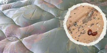 ¿Cómo cubrir tu colchón para evitar chinches en una mudanza? Paso a paso