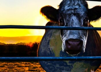 El impactante documental que te hará cuestionarte dejar de comer carnes rojas, lo produjo Leonardo DiCaprio y está en Netflix