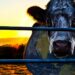 El impactante documental que te hará cuestionarte dejar de comer carnes rojas, lo produjo Leonardo DiCaprio y está en Netflix