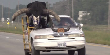 VIDEO: Policía detiene a conductor por llevar en su carro ¡A su toro!