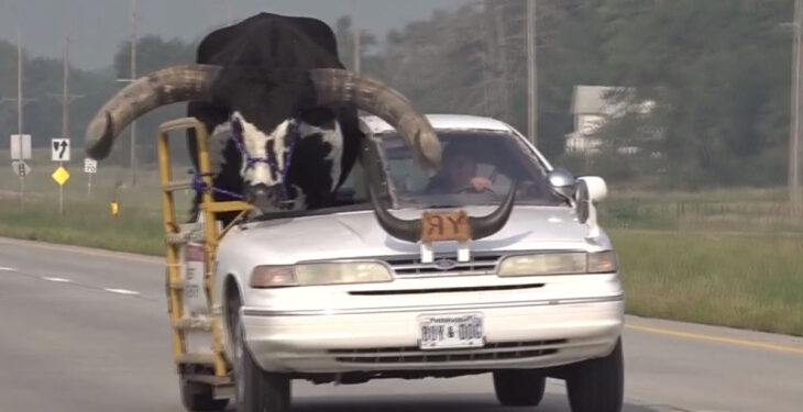 VIDEO: Policía detiene a conductor por llevar en su carro ¡A su toro!