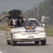 VIDEO: Policía detiene a conductor por llevar en su carro ¡A su toro!