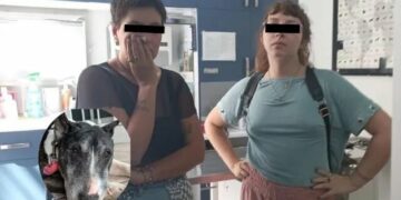 Mujeres sacrifican al perrito Tai, tras hacerse pasar por sus dueñas en veterinaria
