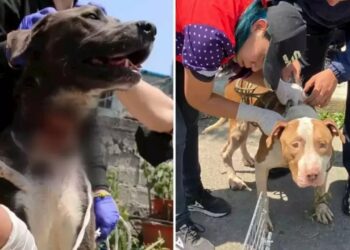 Videos y fotos: Rescatan a 12 perros adultos y bebés maltratados, desnutridos y hacinados en Iztapalapa