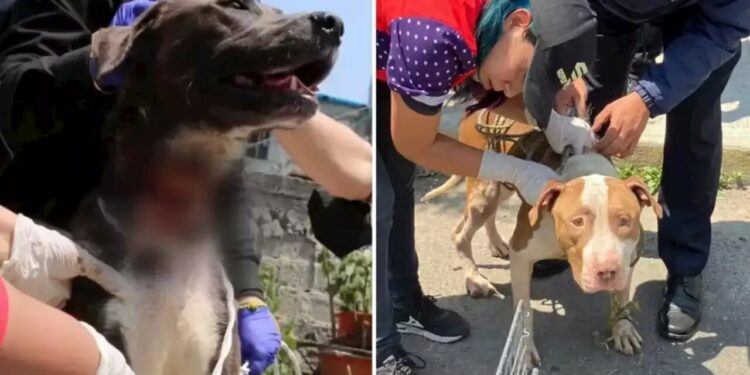 Videos y fotos: Rescatan a 12 perros adultos y bebés maltratados, desnutridos y hacinados en Iztapalapa