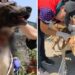 Videos y fotos: Rescatan a 12 perros adultos y bebés maltratados, desnutridos y hacinados en Iztapalapa