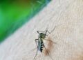 Manda a volar a los mosquitos con estos tips para eliminar sus nidos en casa