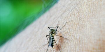 Manda a volar a los mosquitos con estos tips para eliminar sus nidos en casa