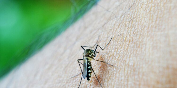 Manda a volar a los mosquitos con estos tips para eliminar sus nidos en casa