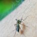 Manda a volar a los mosquitos con estos tips para eliminar sus nidos en casa