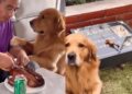 VIDEO: Perrito conmueve en redes por llevar comida a la tumba de otro lomito