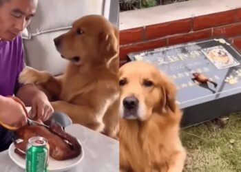 VIDEO: Perrito conmueve en redes por llevar comida a la tumba de otro lomito