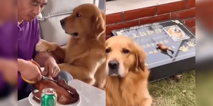 VIDEO: Perrito conmueve en redes por llevar comida a la tumba de otro lomito